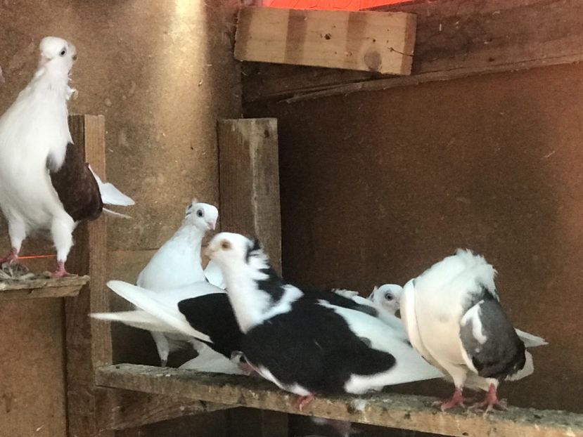 C8A580A9-13FD-4BB4-9B69-37F3FAF4E2C1 - 2018