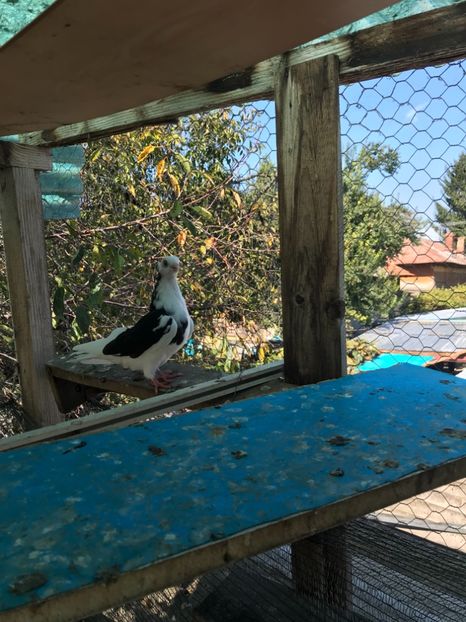 C29338C9-DD3F-4366-AEAC-670915CB930C - 2018