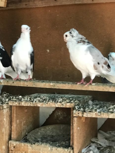 D75C7EBC-1D10-4BA5-9598-6E220F7BE6DE - 2018