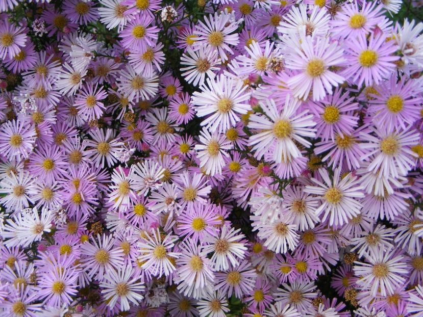  - Cand iti place asterul!