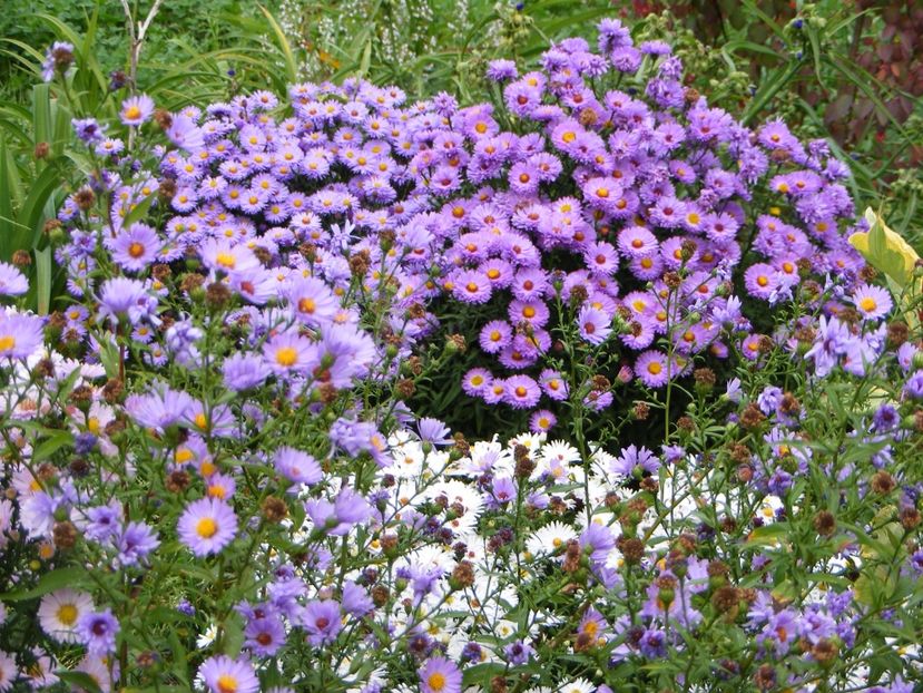  - Cand iti place asterul!