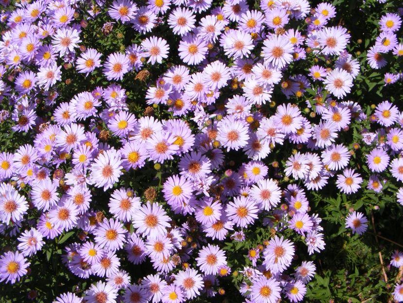  - Cand iti place asterul!