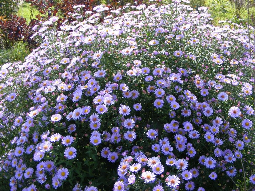  - Cand iti place asterul!