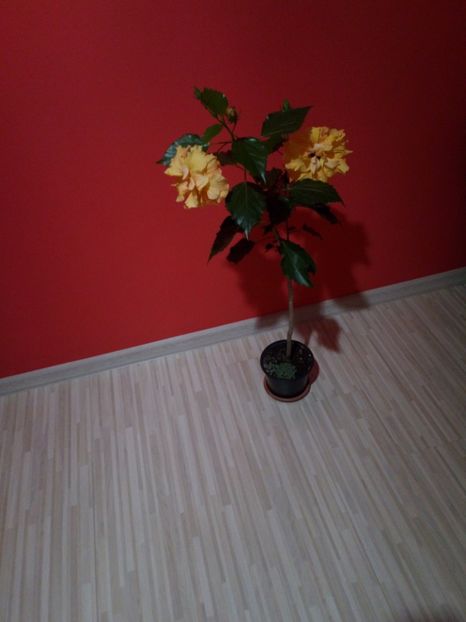  - Plantele mele