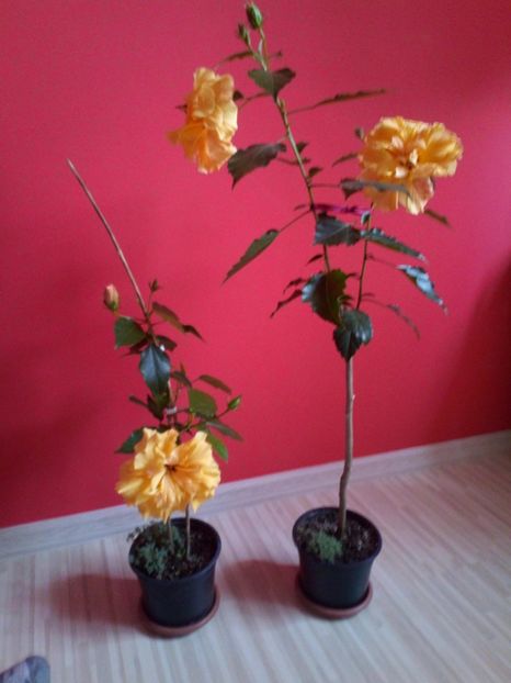  - Plantele mele