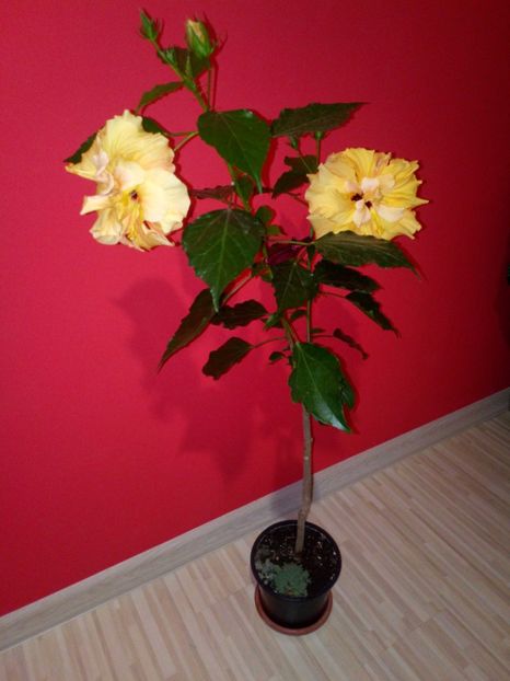  - Plantele mele