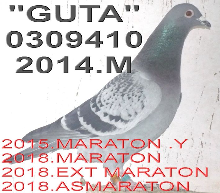 2014.0309410.M GUT SI - 2 MATCA 2019 ZBURATORI