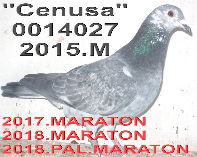 2015.0014027.15.M Cenusa .++ - 2 MATCA 2019 ZBURATORI