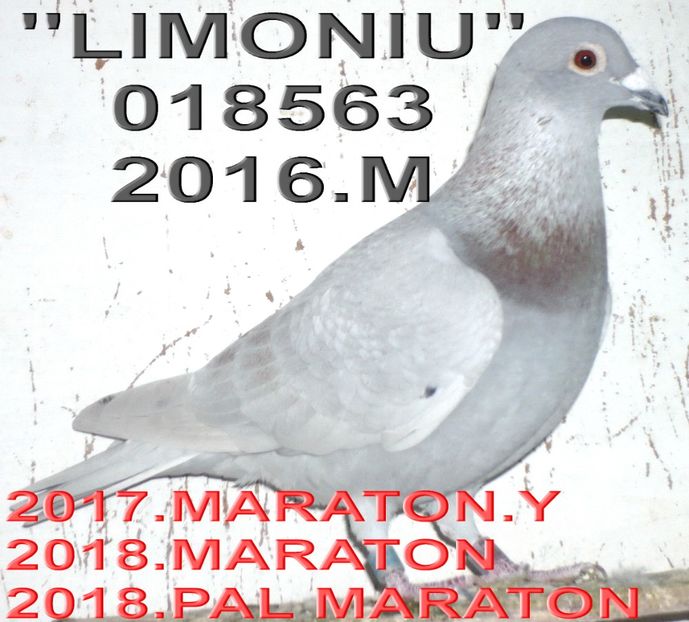 2016.018563.M L.  SI - 2 MATCA 2019 ZBURATORI