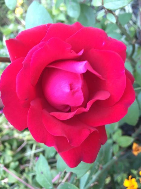 dame de coeur - Trandafiri 2018 III