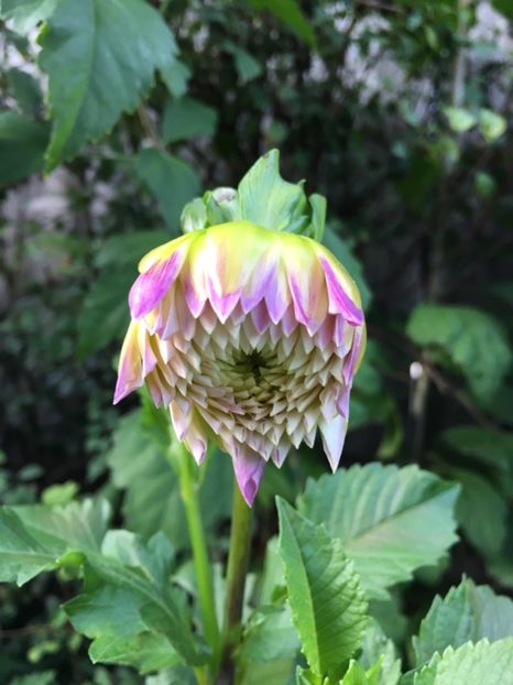 3057BD70-C669-40EE-AA15-9E4D9095B75A - Octombrie