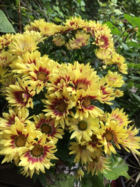 20C8B1AE-E349-4785-9985-EB72F3A0C1A0 - Crizanteme 2018