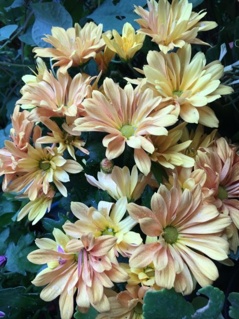 C84F9B14-8040-498C-A1A6-54FF0BCD44FD - Crizanteme 2018