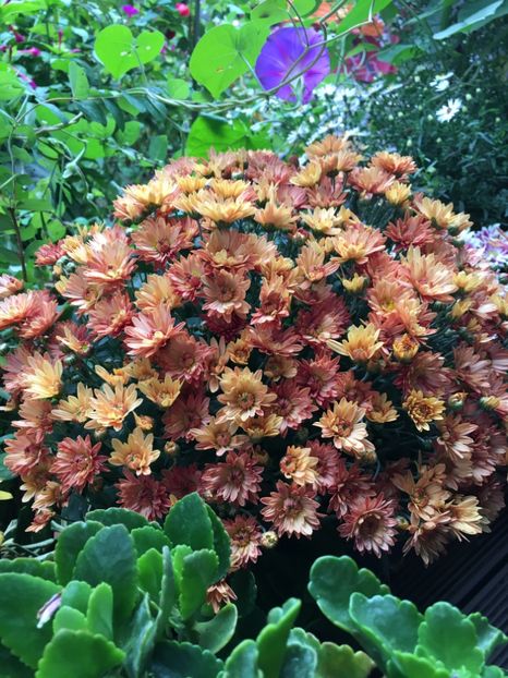 4242A04F-E06C-4B1F-ADF7-EF882C4739FC - Crizanteme 2018