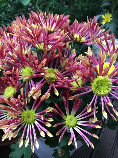 F0EA1B4C-6ACA-45A6-8E00-76750C6D1166 - Crizanteme 2018