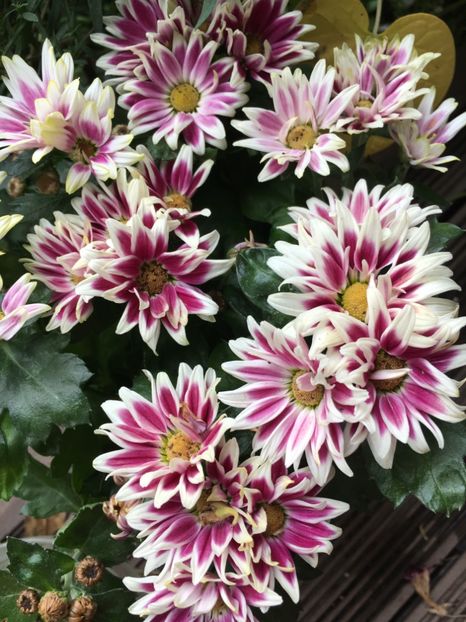 97628330-CEC1-49CE-92E4-7ABA0122733C - Crizanteme 2018