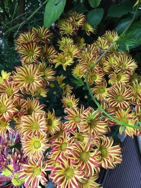 3BD041E3-4A57-4543-A264-9B8A1D0AD5F9 - Crizanteme 2018