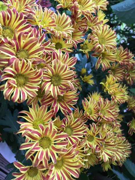 046B03F8-D295-4EFE-AEFF-9460D1E17F5E - Crizanteme 2018