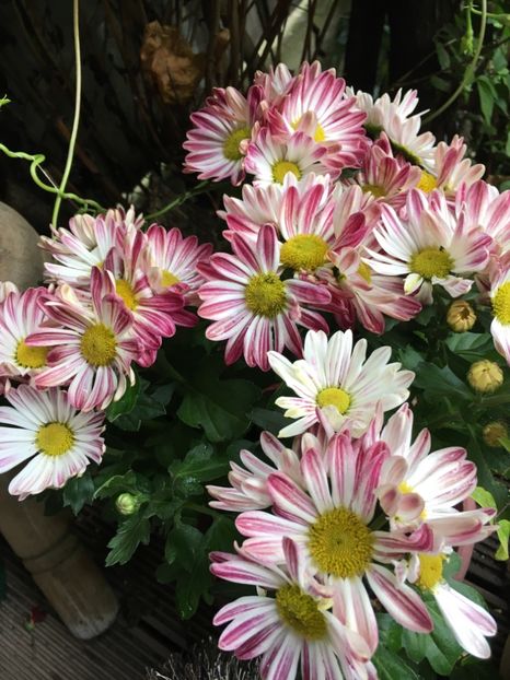 08428423-3853-48C6-9084-BFD3AED50E4C - Crizanteme 2018