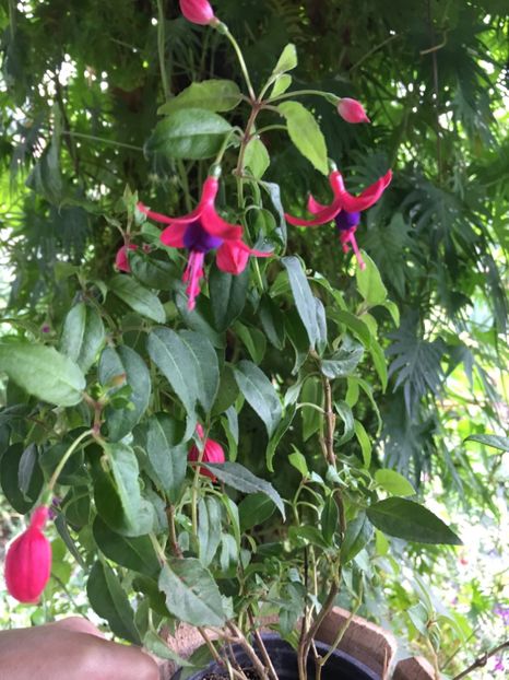 Paula jean - Fucsii 2018