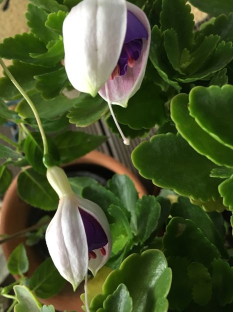 Lorraine - Fucsii 2018