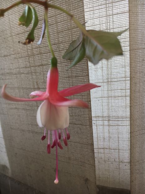 Alice Hofmann - Fucsii 2018