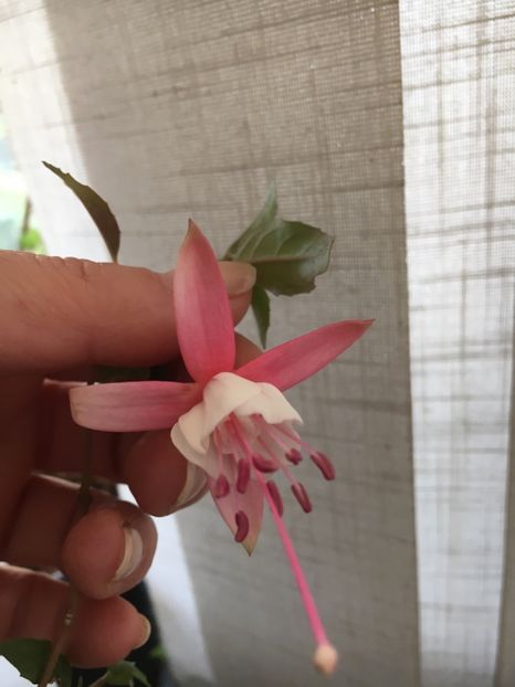 Alice Hofmann - Fucsii 2018