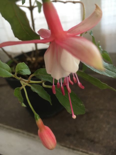 Alice Hofmann - Fucsii 2018