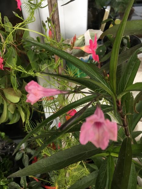 Ruellia - Ghivece