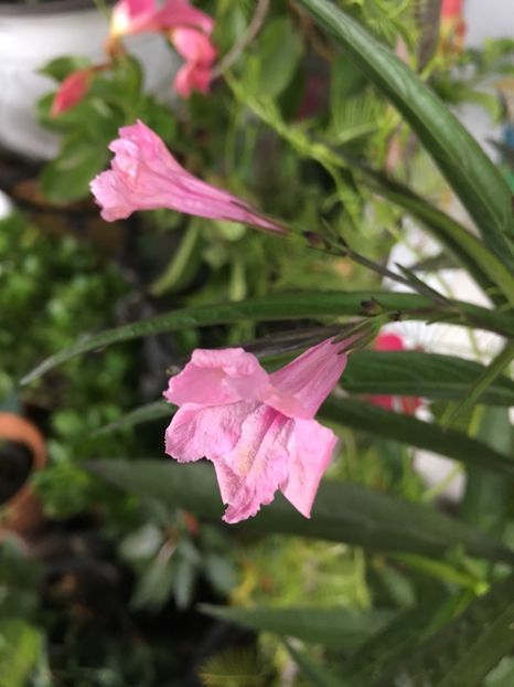 Ruellia - Ghivece