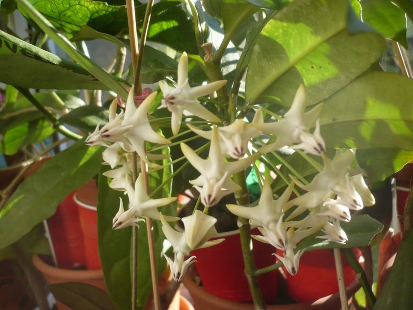 04.10.2018 - HOYA 2018-2