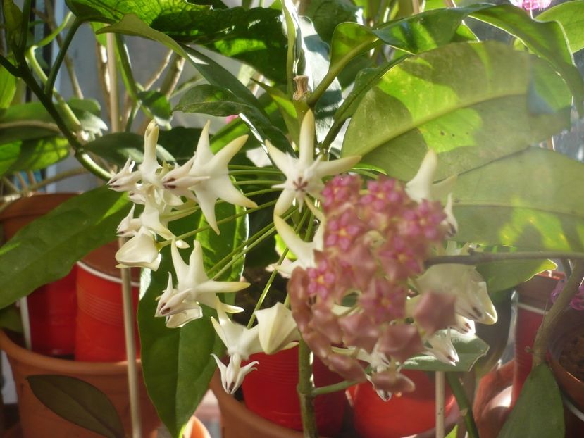 P1400264 - HOYA 2018-2