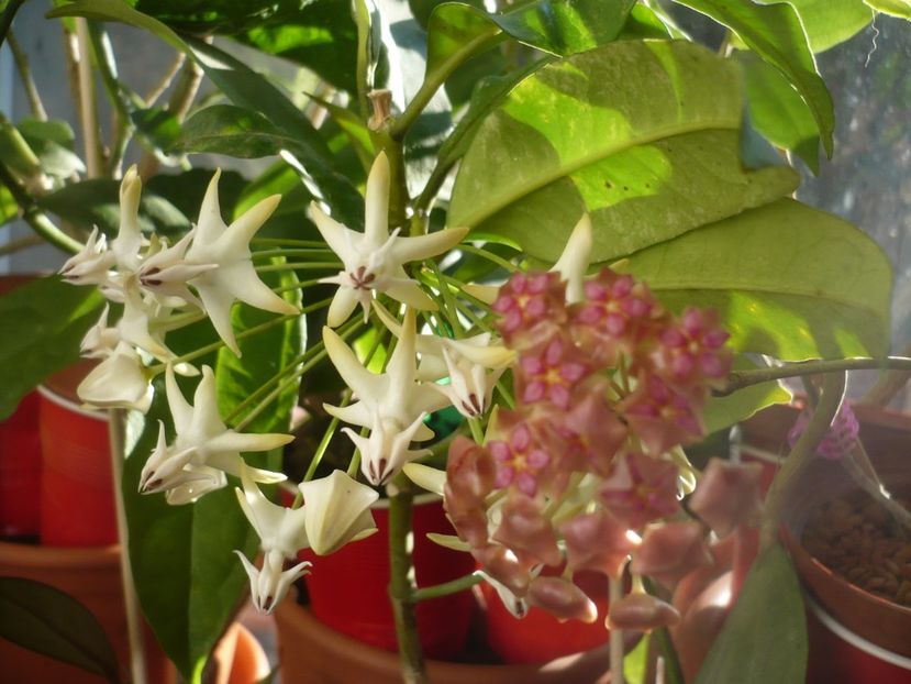 P1400265 - HOYA 2018-2