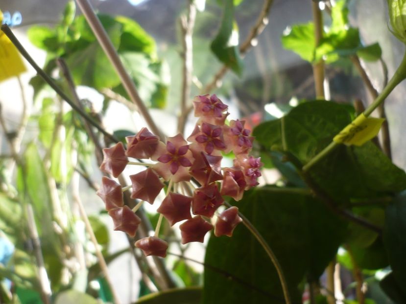 P1400268 - HOYA 2018-2