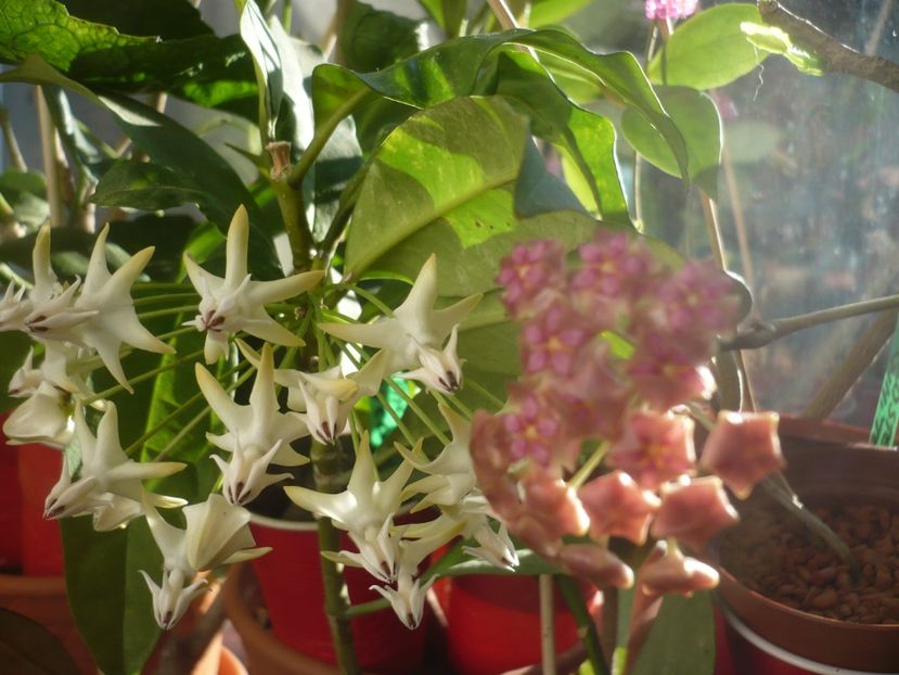 P1400267 - HOYA 2018-2