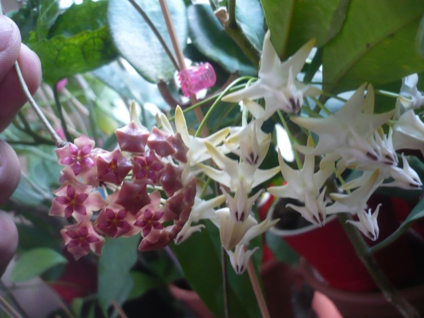 P1400269 - HOYA 2018-2