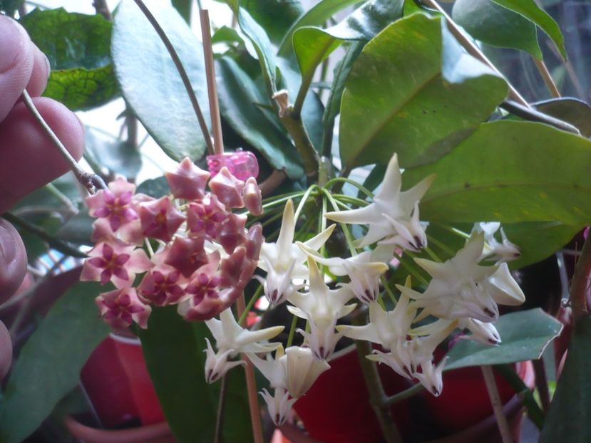 P1400270 - HOYA 2018-2