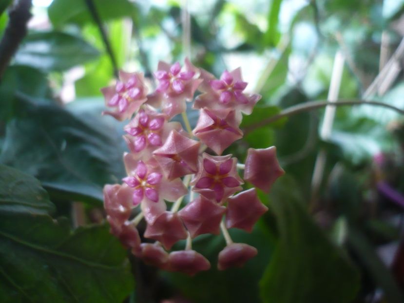P1400273 - HOYA 2018-2
