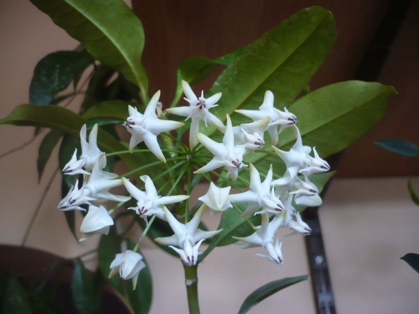 P1400275 - HOYA 2018-2