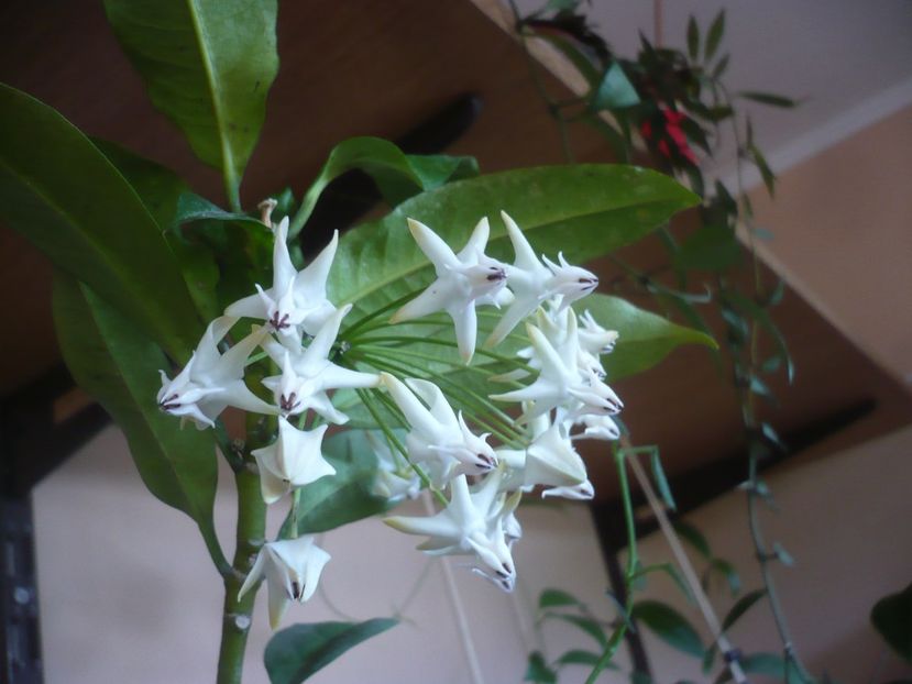 P1400276 - HOYA 2018-2