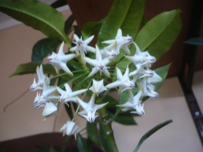 P1400277 - HOYA 2018-2