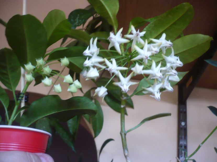 P1400278 - HOYA 2018-2