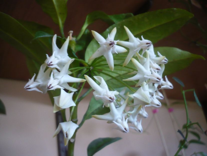 P1400280 - HOYA 2018-2