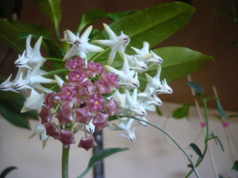 P1400282 - HOYA 2018-2