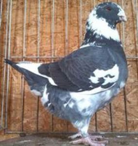 M 2014   Vandut - DE VANZARE DIN MATCA 2018