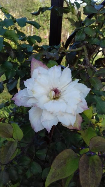 Midori - Clematite 2018
