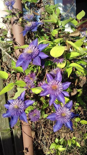 Multi blue - Clematite 2018