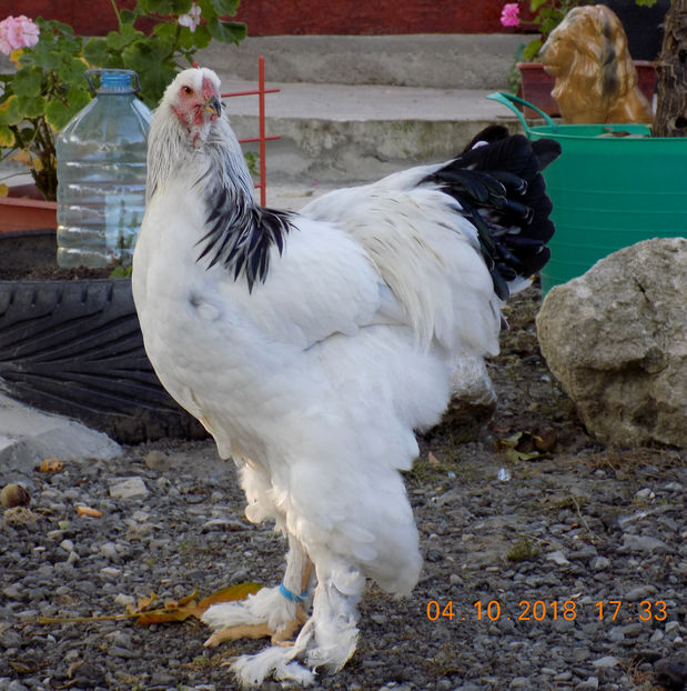  - VIITOR SPERANTE PTR 2019