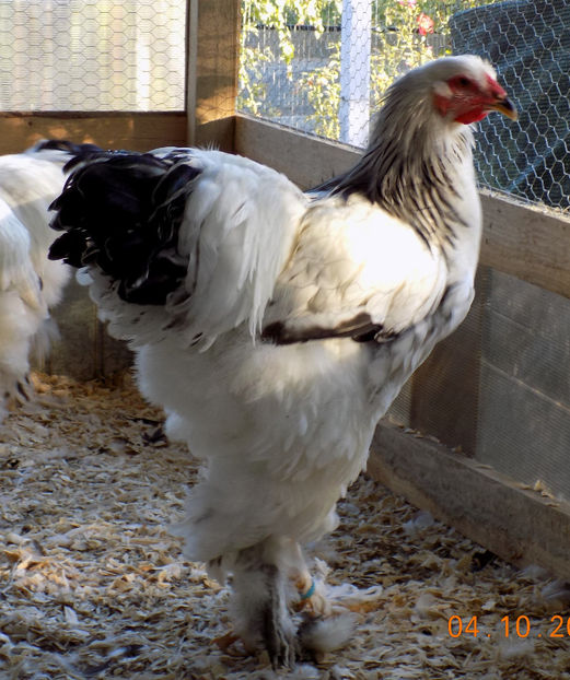  - VIITOR SPERANTE PTR 2019