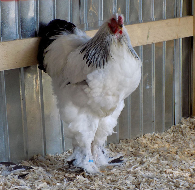  - VIITOR SPERANTE PTR 2019